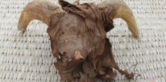 2,000 mummified heads have been found in Egypt