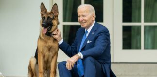 Joe Biden’s dog bit 11 people. What will happen to the president’s dog?