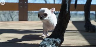 The world’s largest dog meets the smallest in a heartbreaking encounter