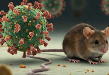 Hantavirus: Symptoms, Causes and Prevention