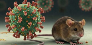 Hantavirus: Symptoms, Causes and Prevention