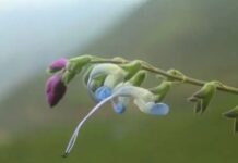 Lionel Messi has had a newly discovered plant species named after him