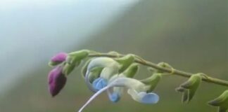 Lionel Messi has had a newly discovered plant species named after him