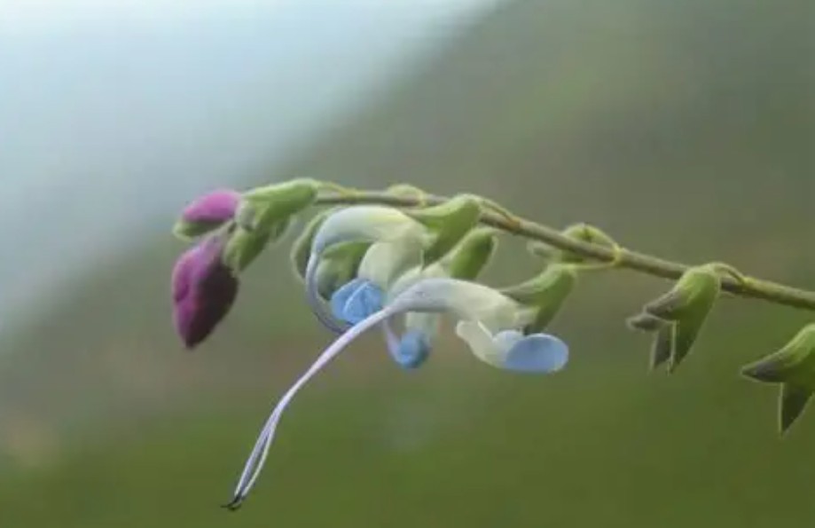 Messis-plante-8.jpg